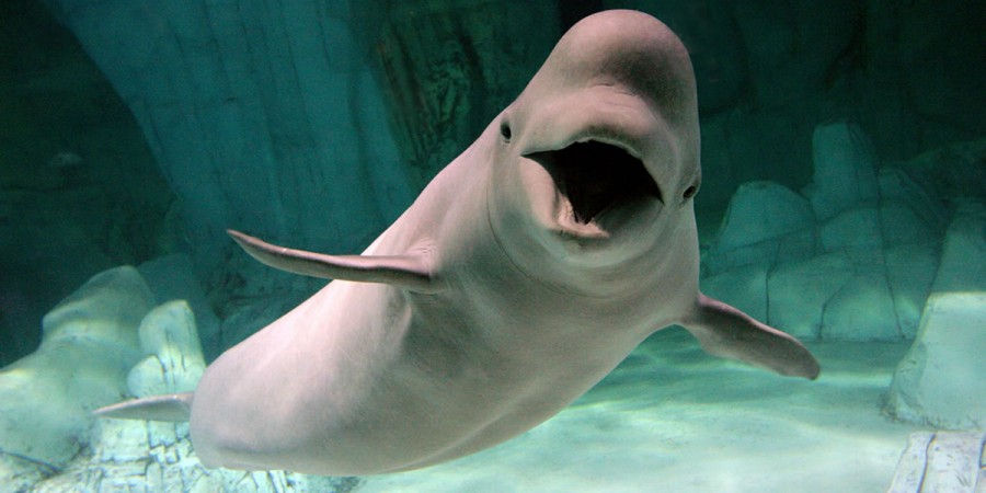 L'Oceanogràfic